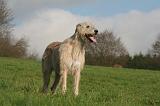 IRISH WOLFHOUND 367